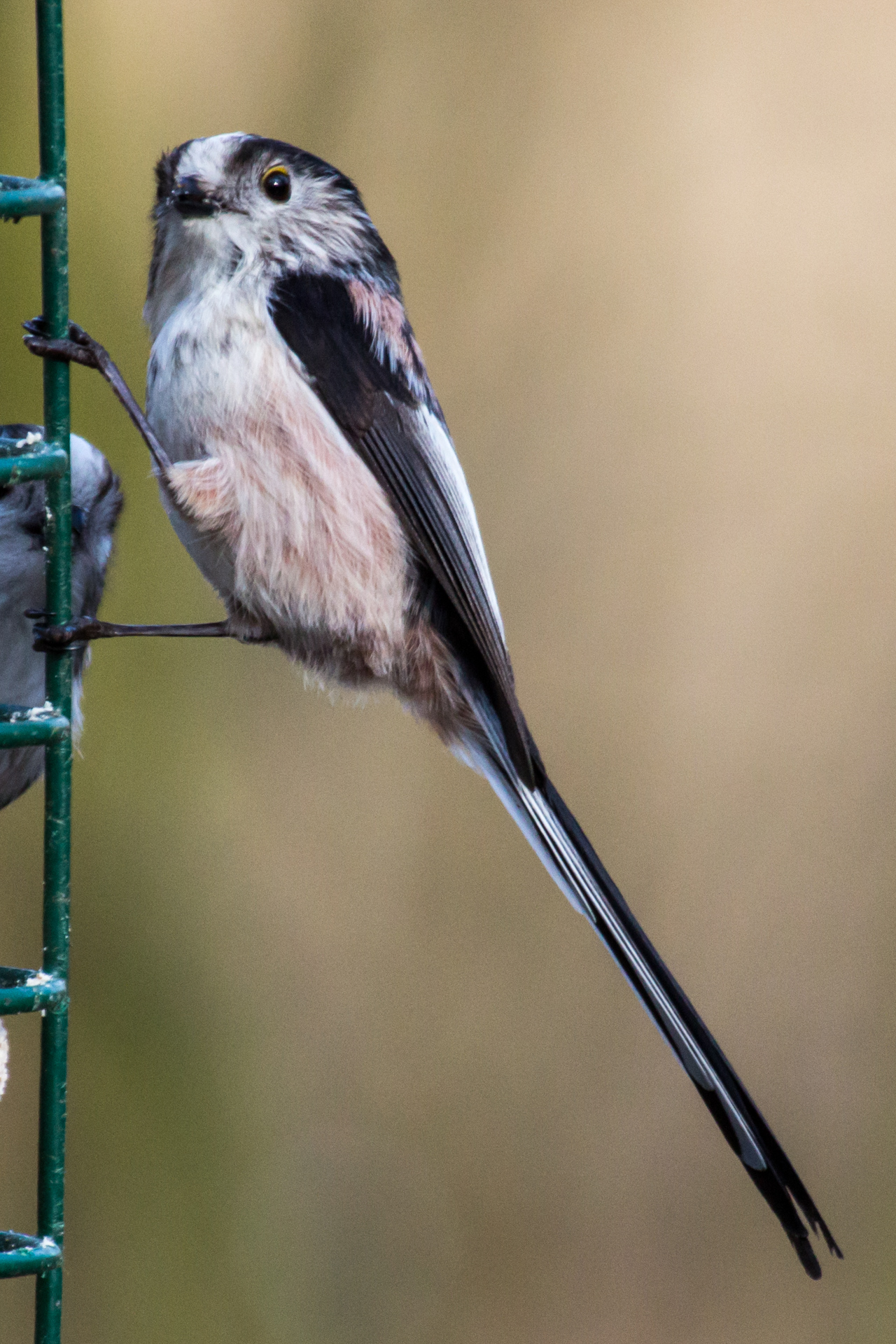 Long Tailed tit